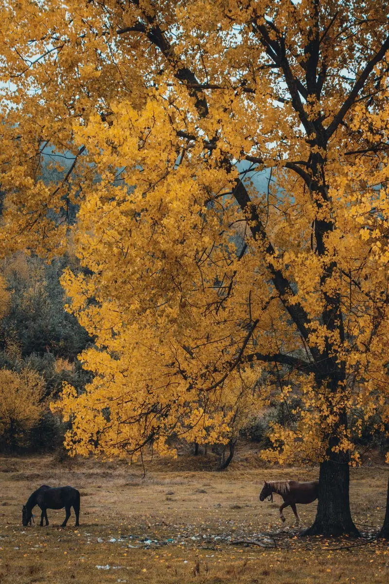 Autumn date