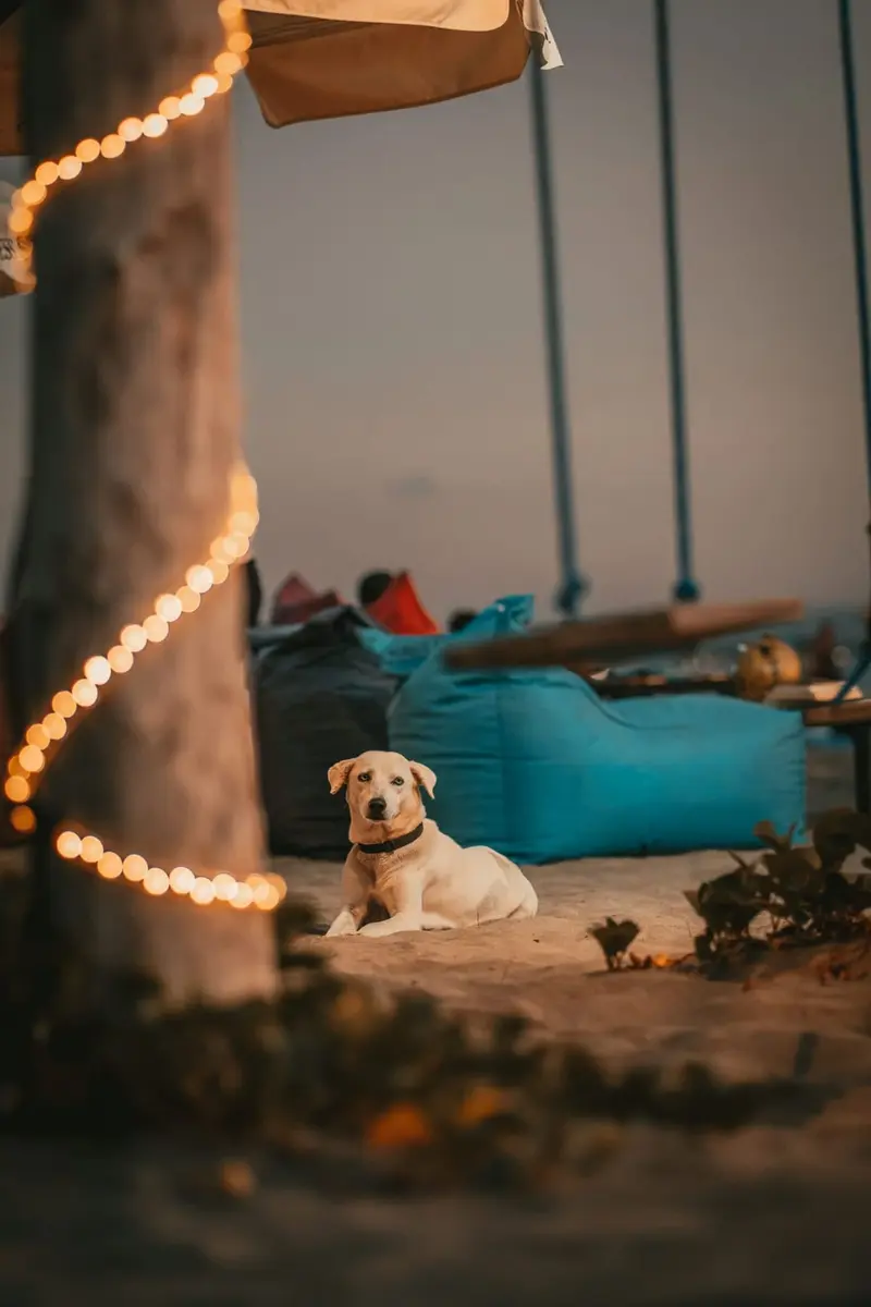 Bali dogs