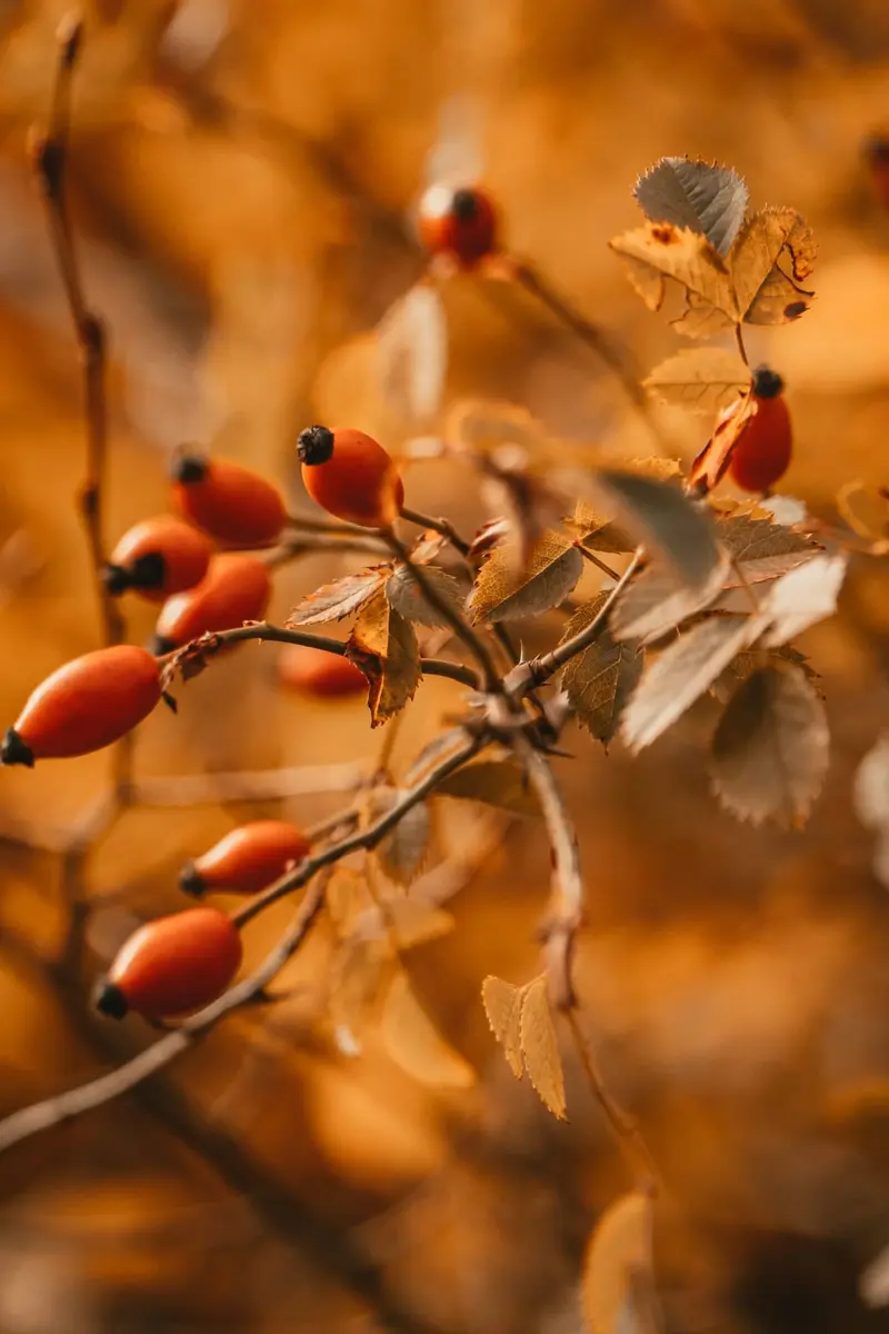 Dog rose berries