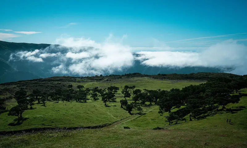 Fanal forest