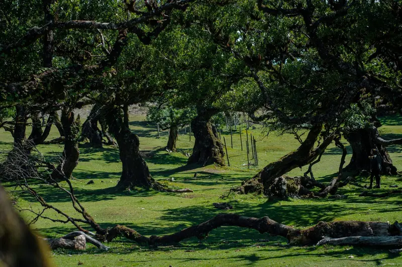 Fanal forest