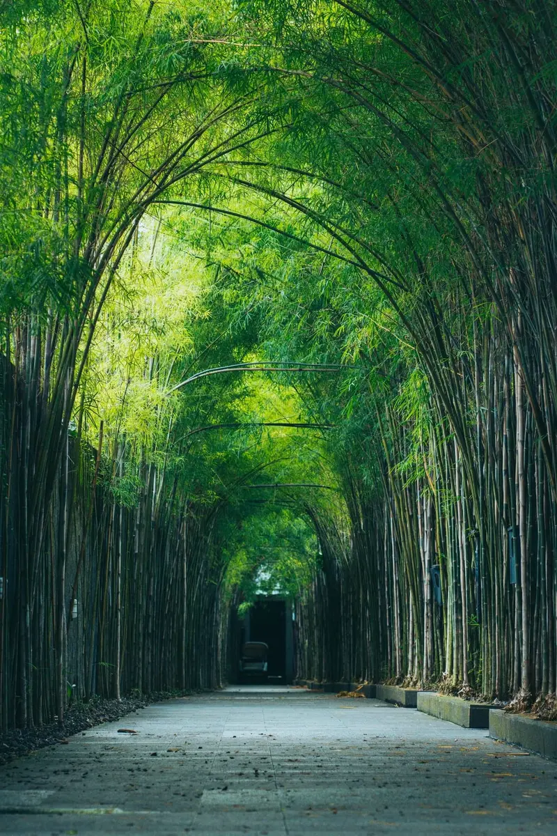 green pathway