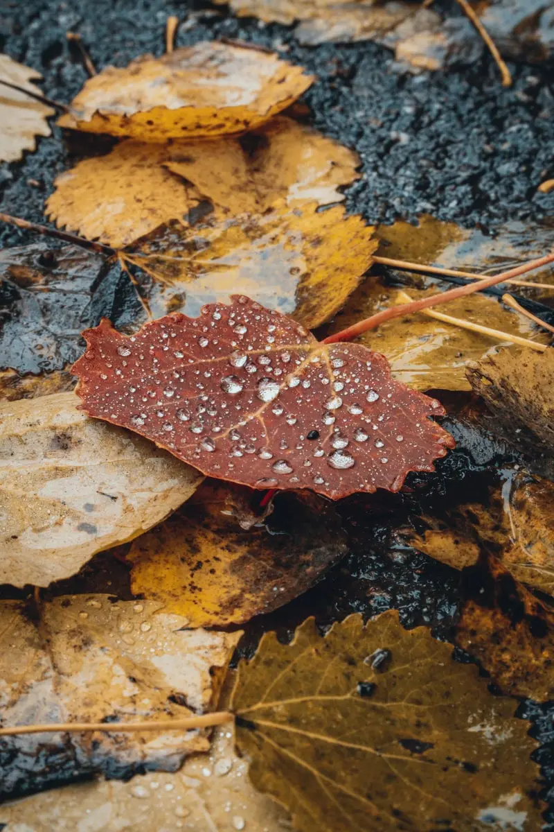 Leafs