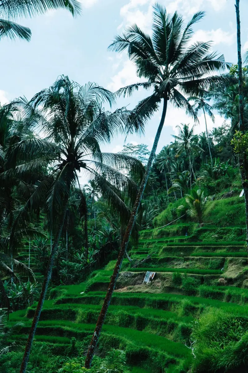 Tegallalang Rice Terrace