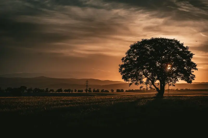 the lonely tree