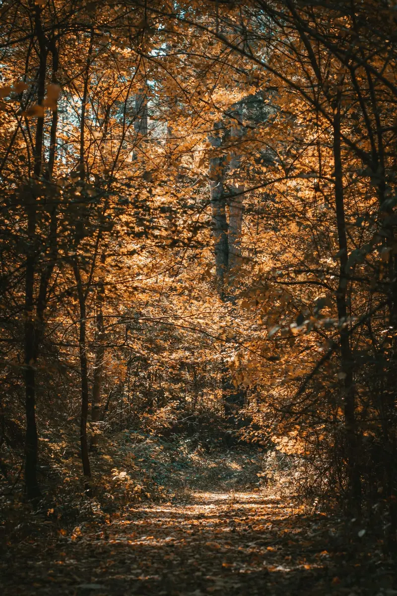 Through the woods