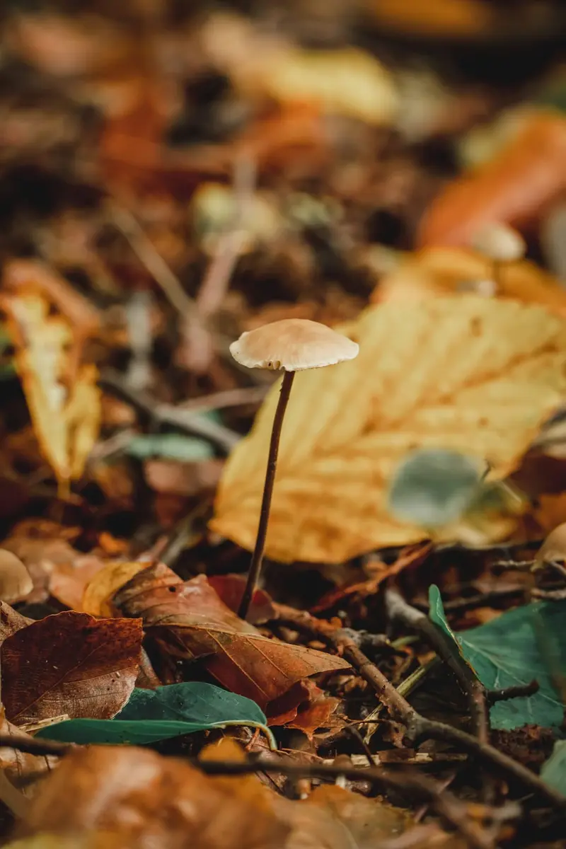 Tiny mushroom